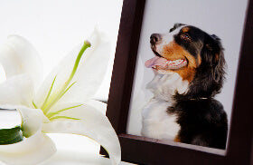 Time to think about your precious pet