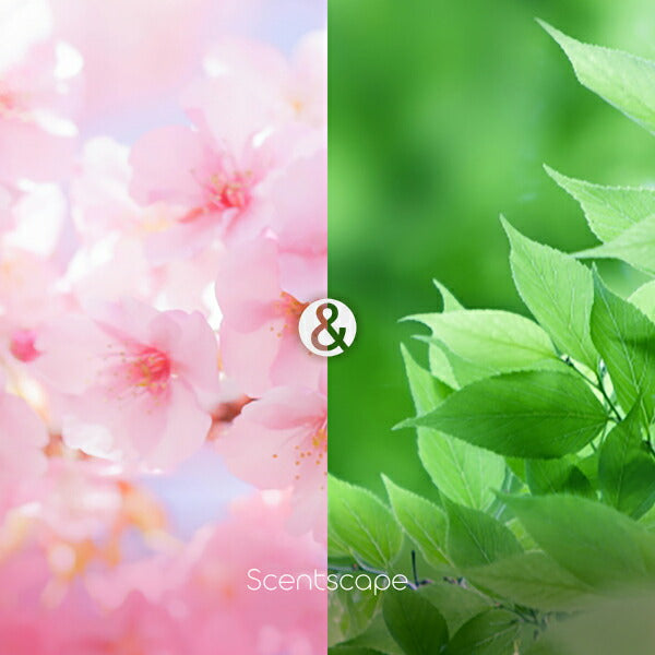 セントスケープSpringさくら＆グリーンリーフ30本入【日本香堂】